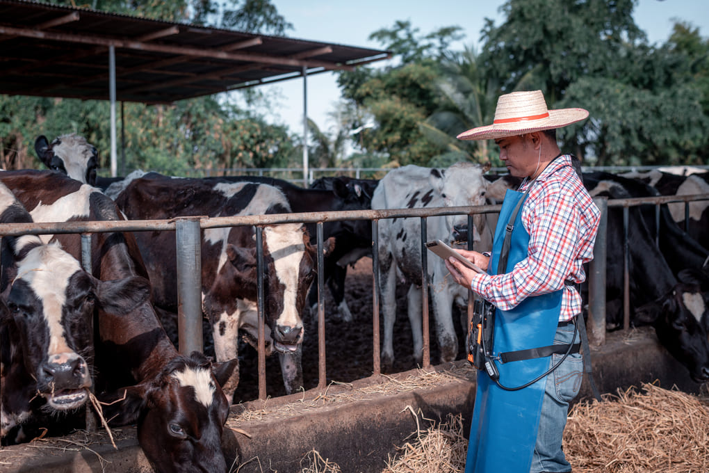 ganadería panameña