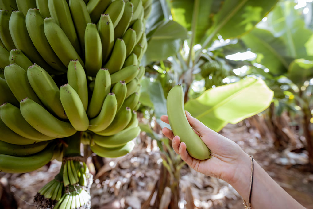 Alimentos recomendados para aliviar los cólicos menstruales