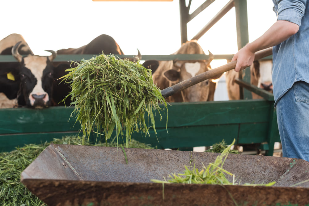 Juan José Zonta y Chispita Agrícola