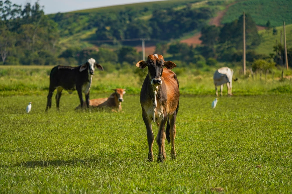 Juan José Zonta y Chispita Agrícola