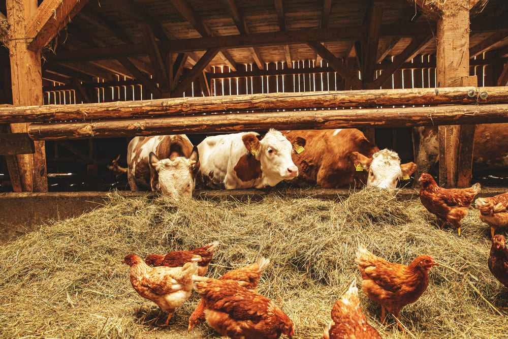 Juan José Zonta y Chispita Agrícola