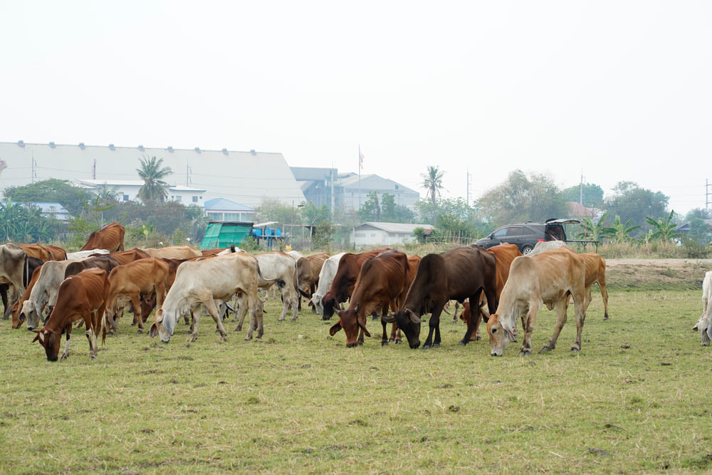 Juan José Zonta y la ganadería ecológica