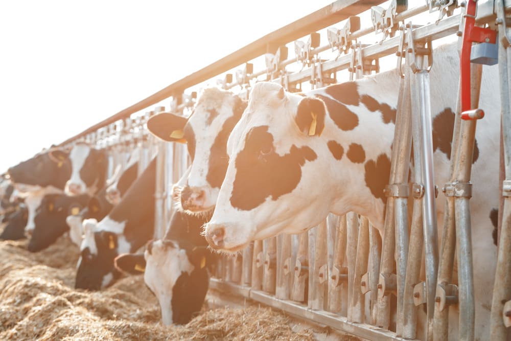 Juan José Zonta y Chispita Agrícola