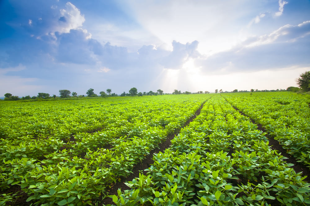Juan José Zonta impulsa la producción agrícola y ganadera