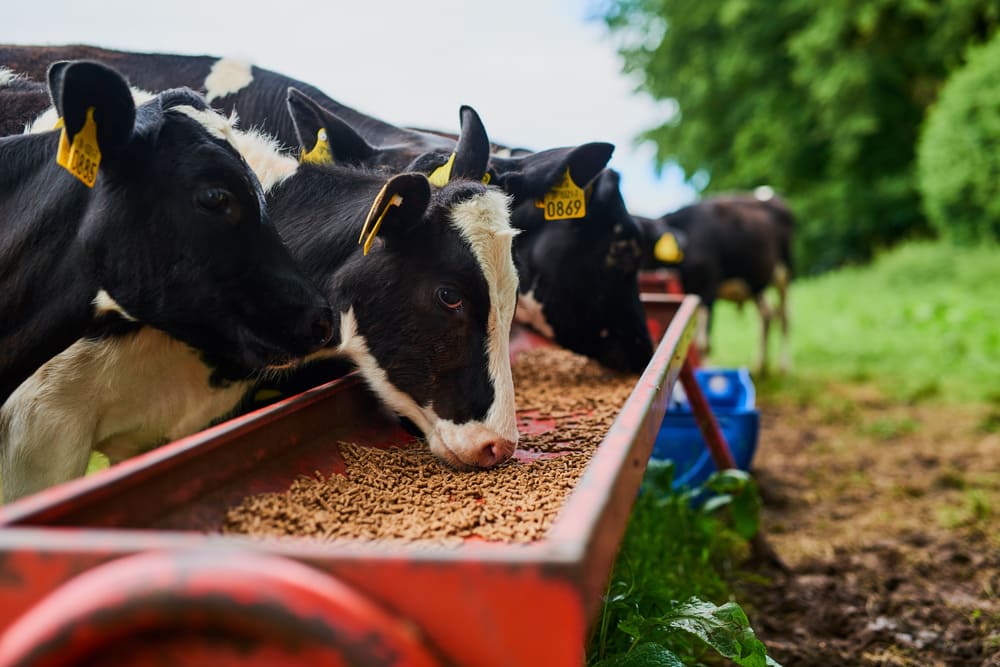Juan José Zonta impulsa la producción agrícola y ganadera