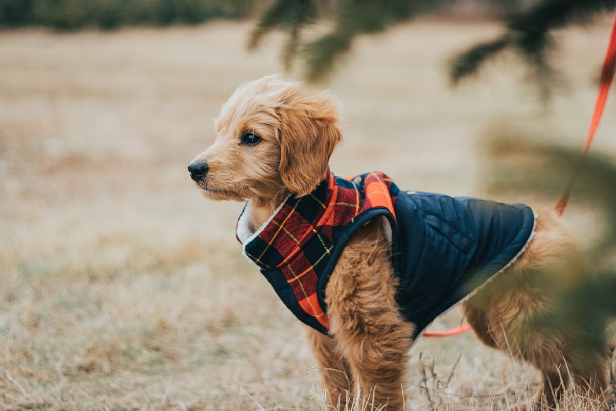 a side view of domestic dog wearing costume and leash