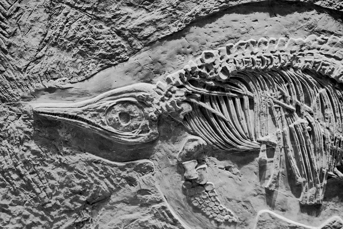 ancient bones in stone