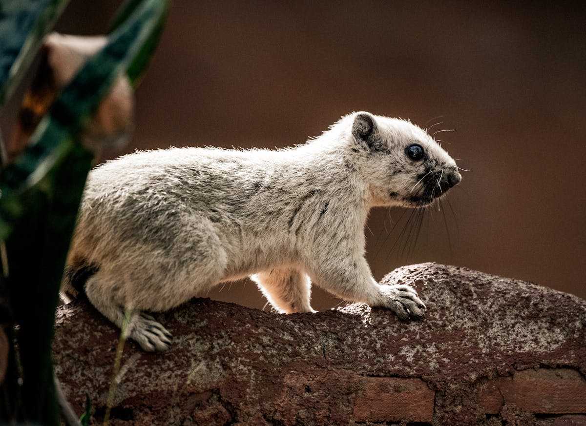 asian ground squirrel on rock in thailand asian ground squirrel on rock in thailand