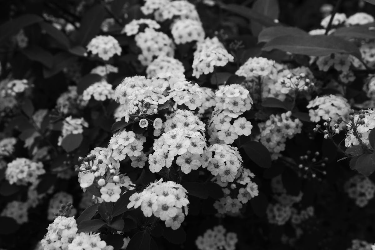 black and white blooming spiraea flowers