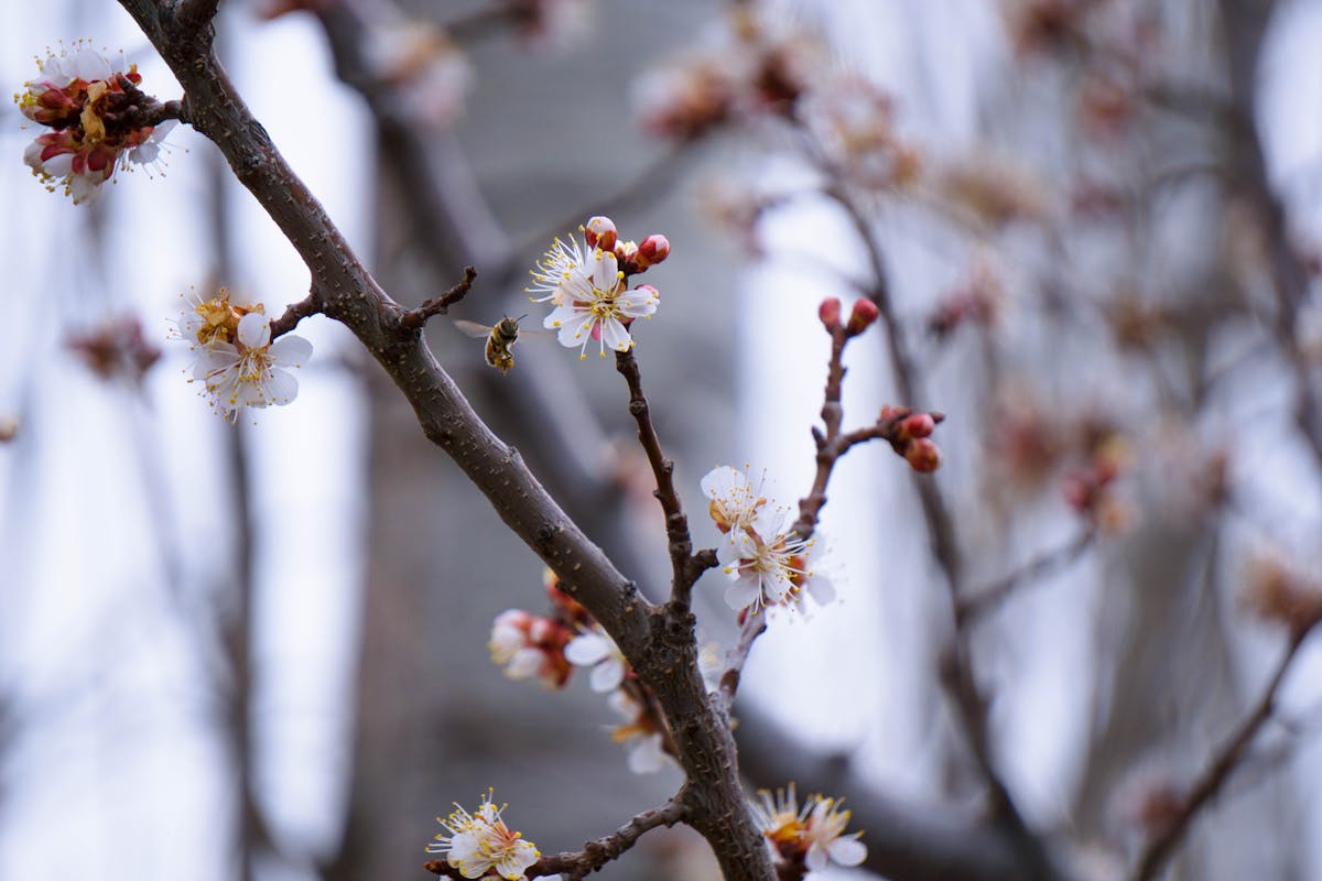 close up of blossoming tree branch with bee in spring