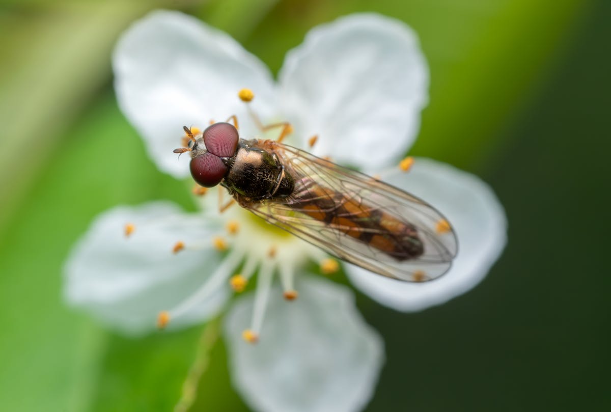 dragonfly perched on white flower