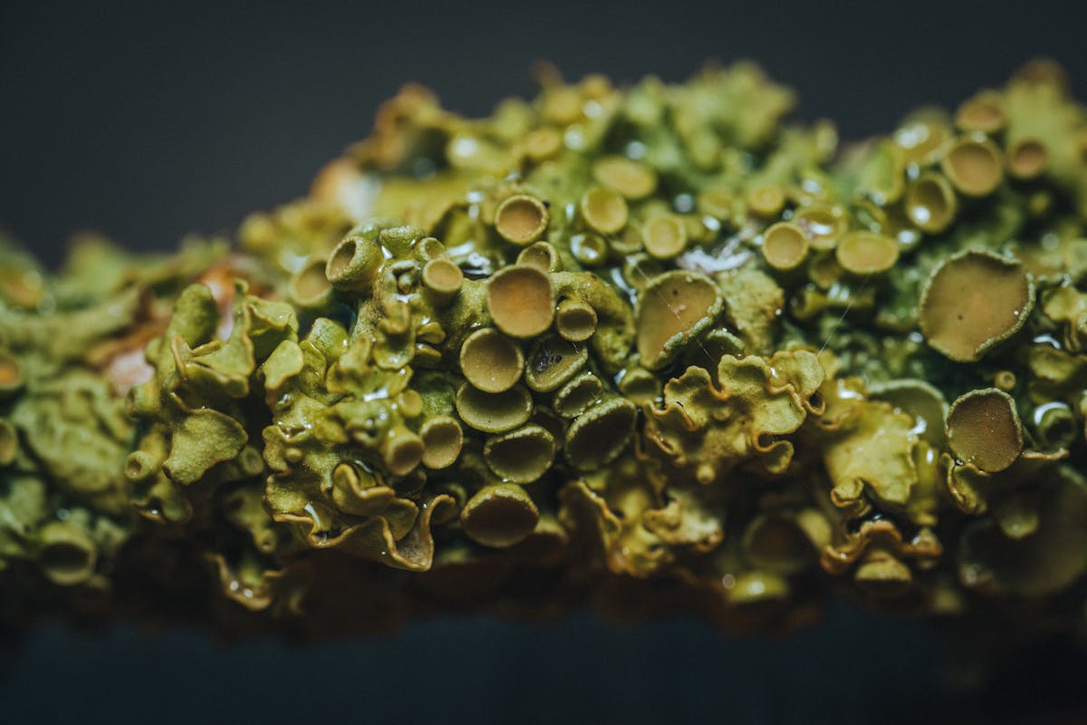green lichen in close up shot
