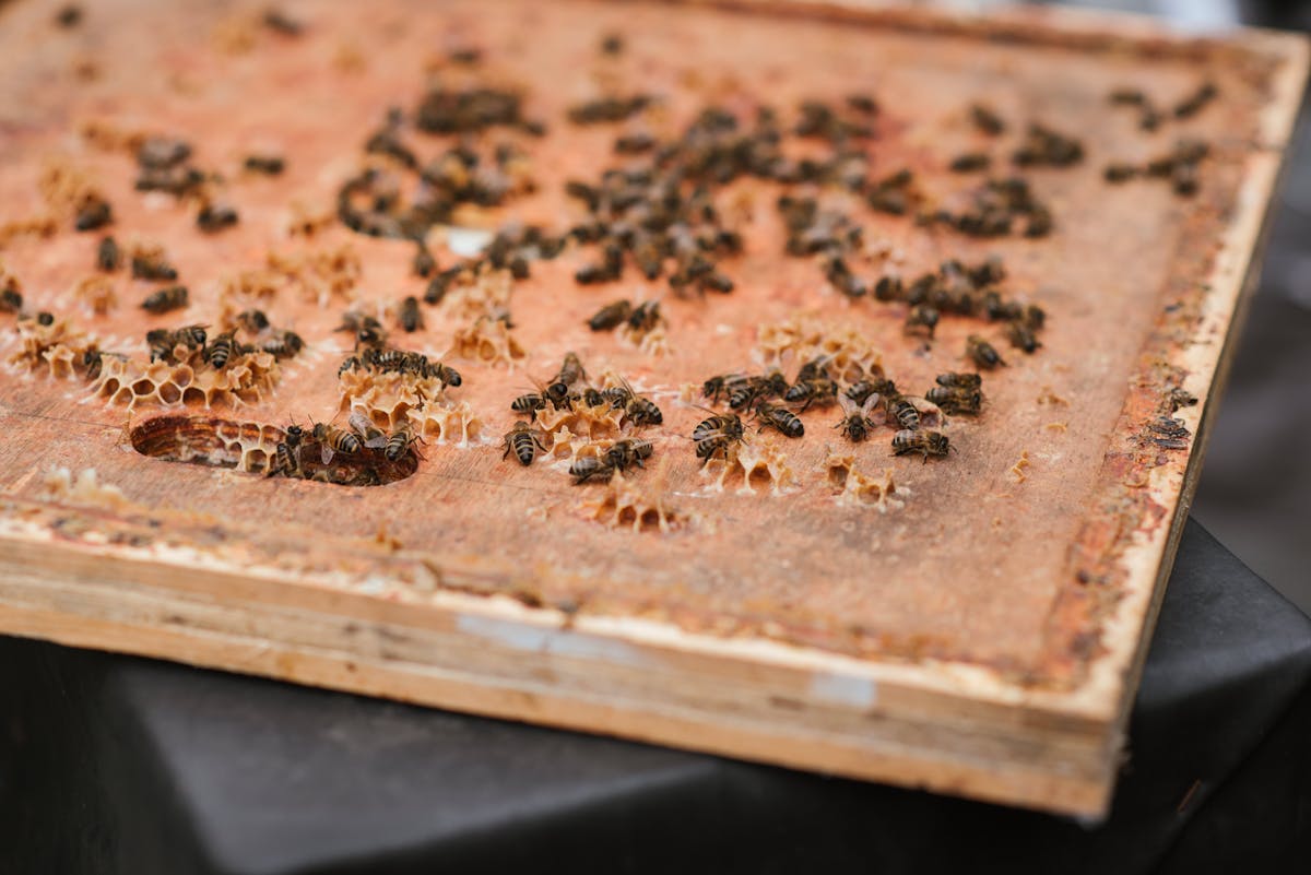honeycomb with bees in countryside area