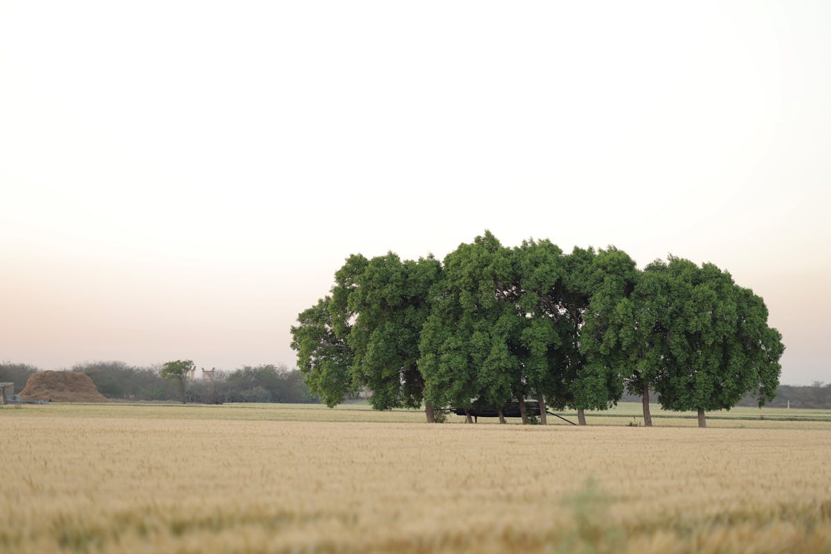 lone tree in a serene wheat field landscape