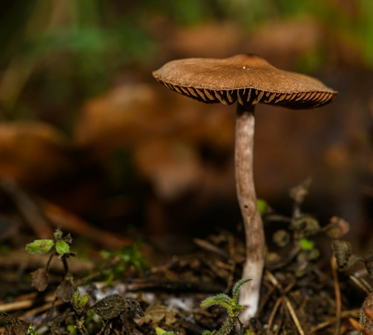 mushroom on ground
