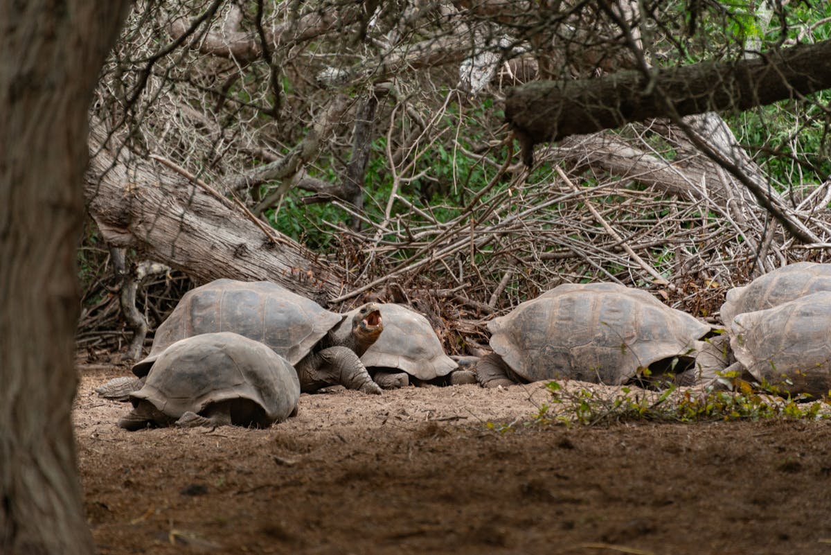 pinta island tortoises among branches