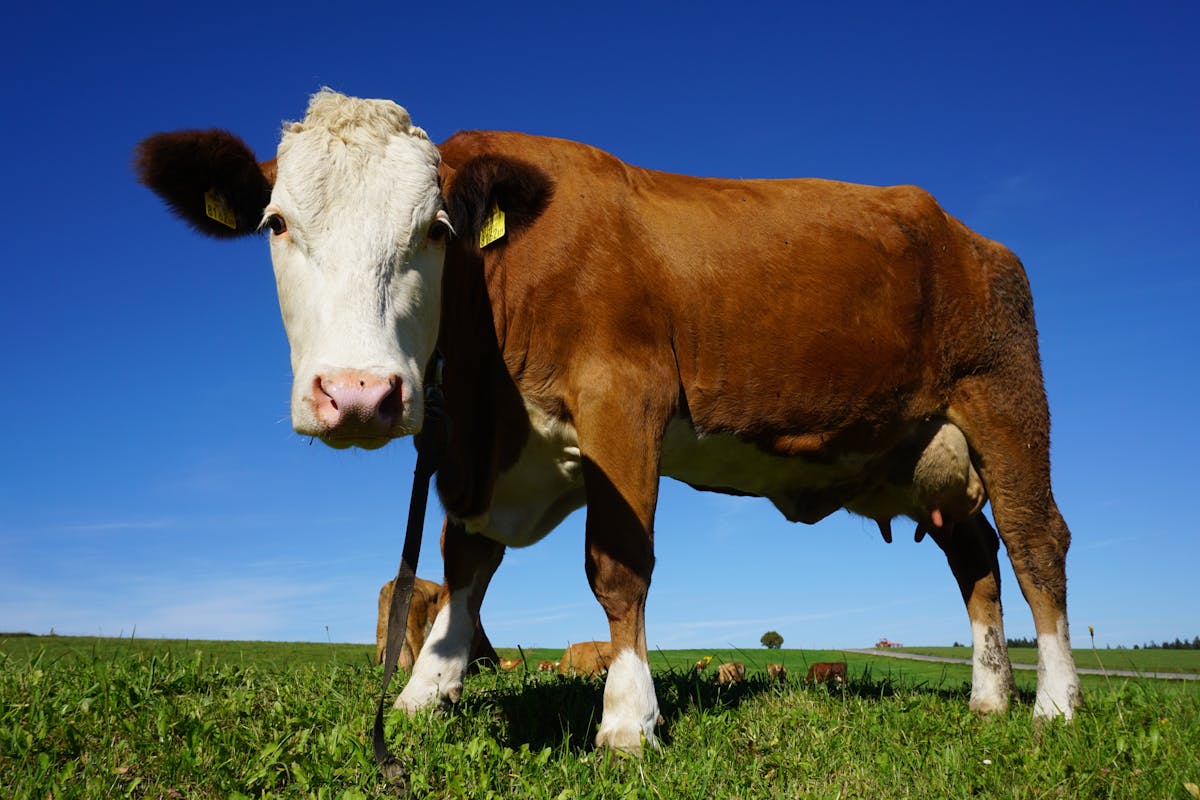portrait of cow standing in pasture portrait of cow standing in pasture