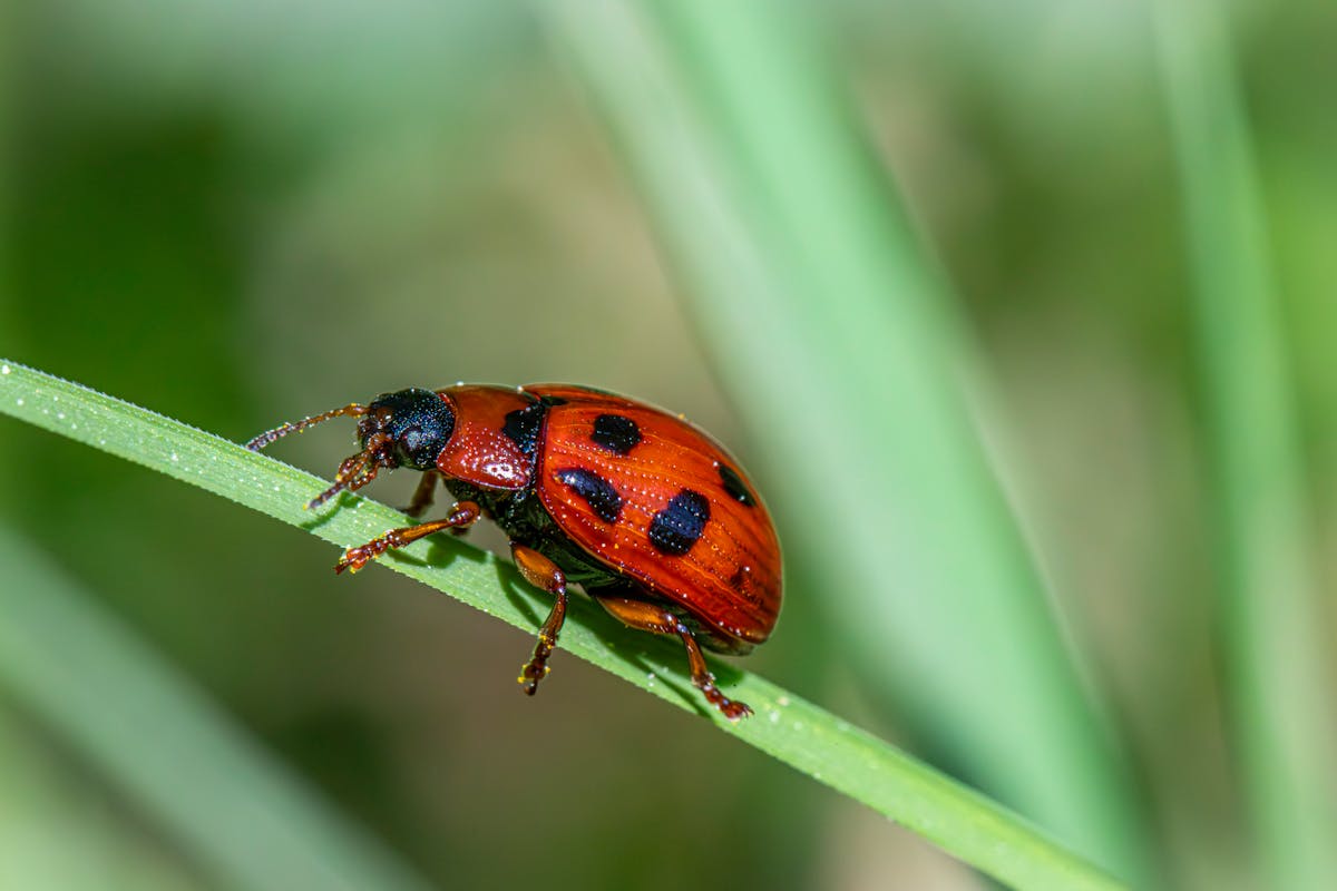 side view of a leaf beetle on a blade of grass