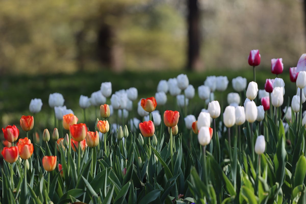 tulips in garden in hangzhou china