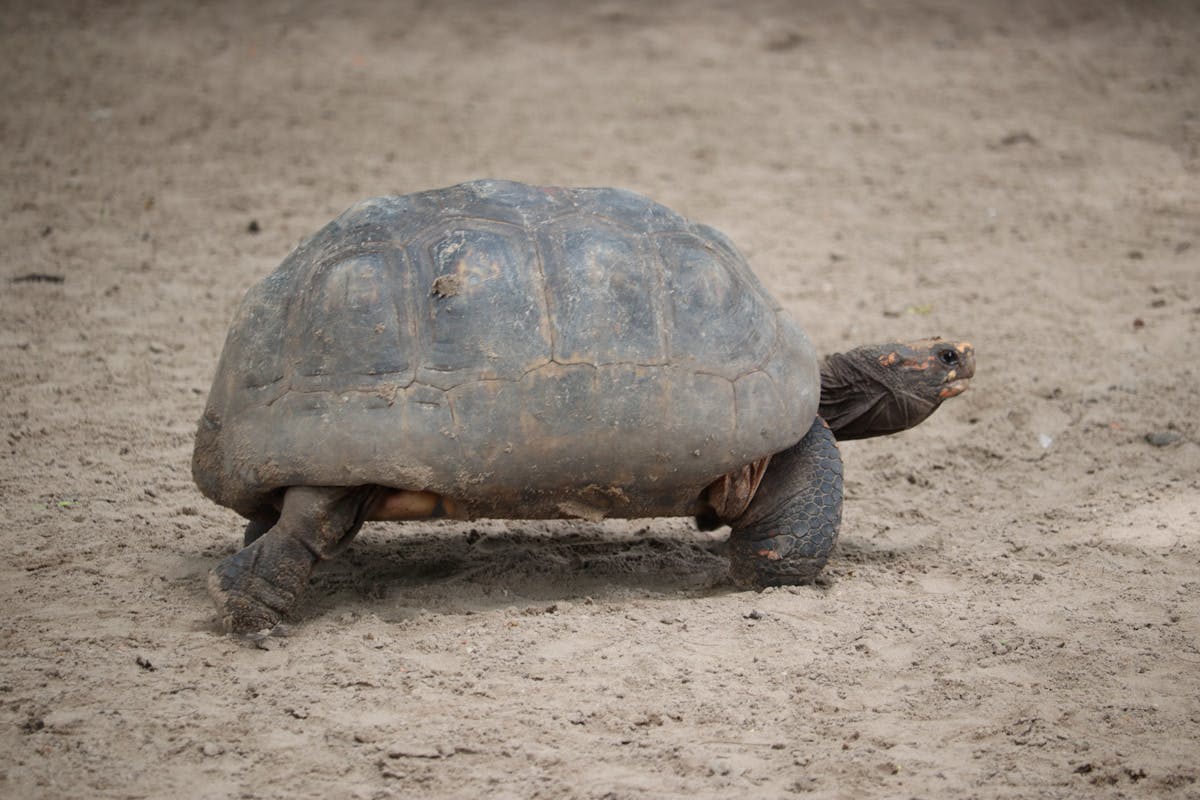 turtle on a beach